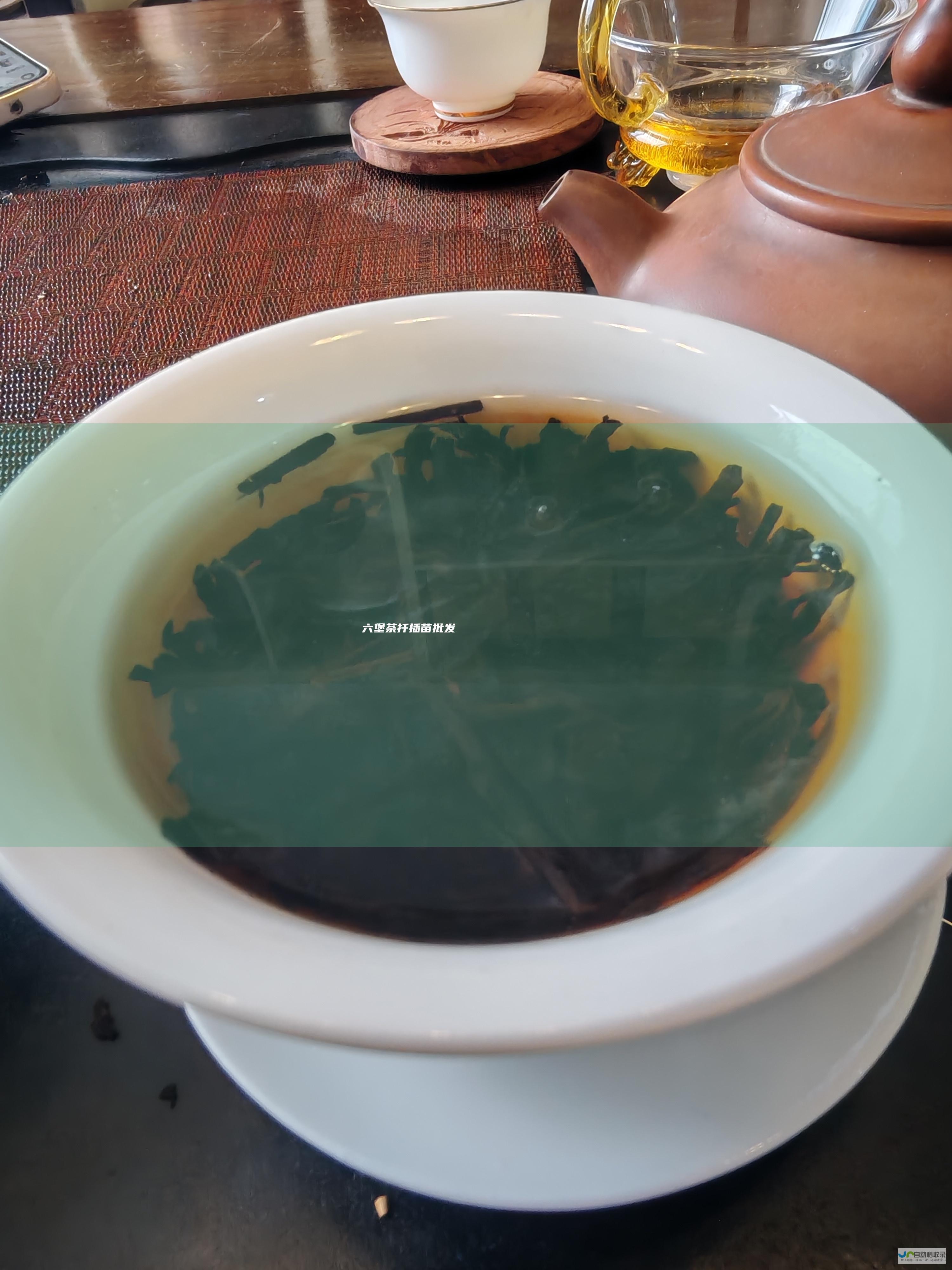 六堡茶扦插苗批发