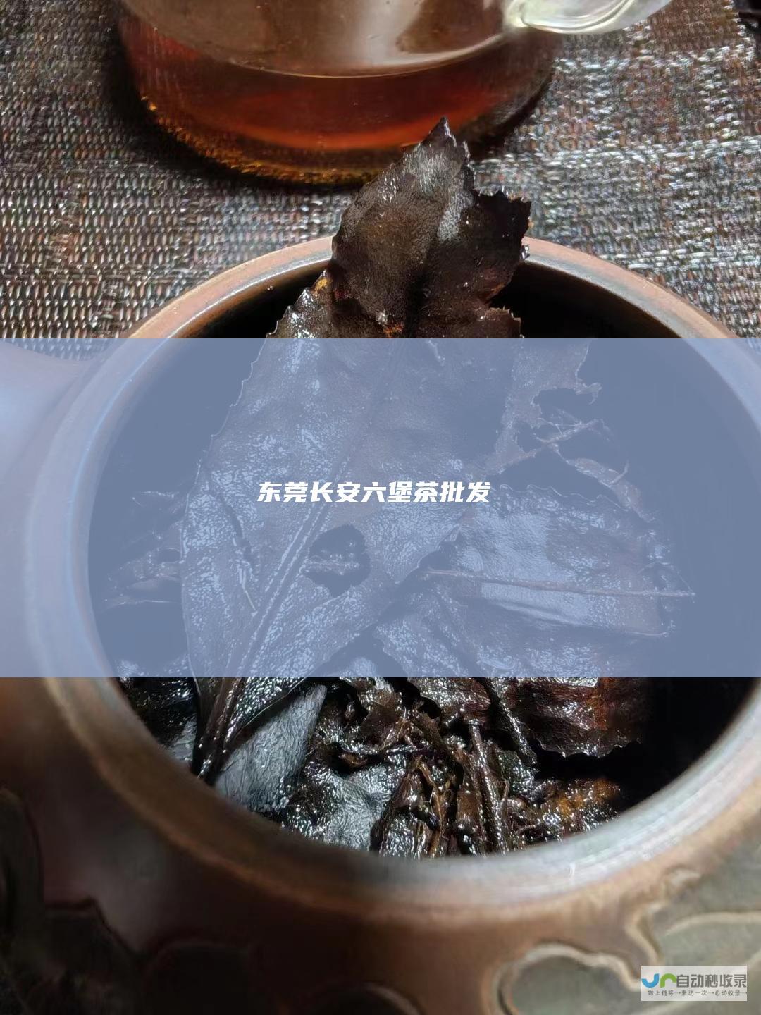 东莞长安六堡茶批发