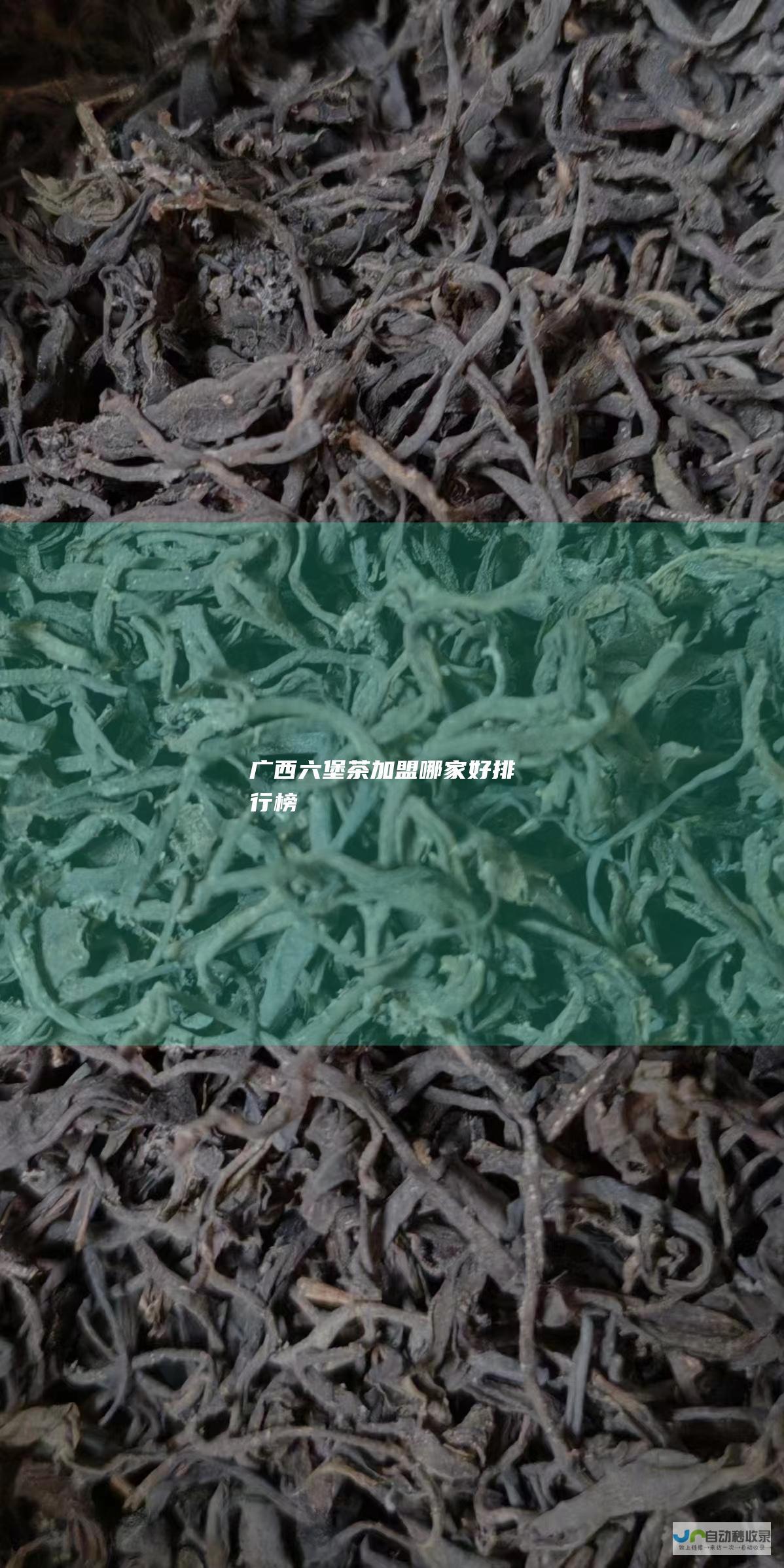 广西六堡茶加盟哪家好排行榜