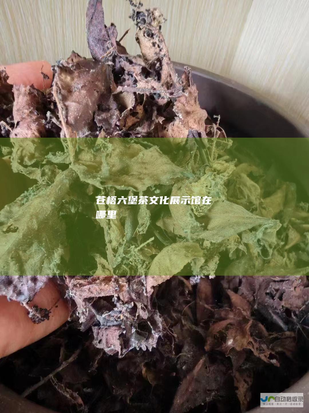 苍梧六堡茶文化展示馆在哪里