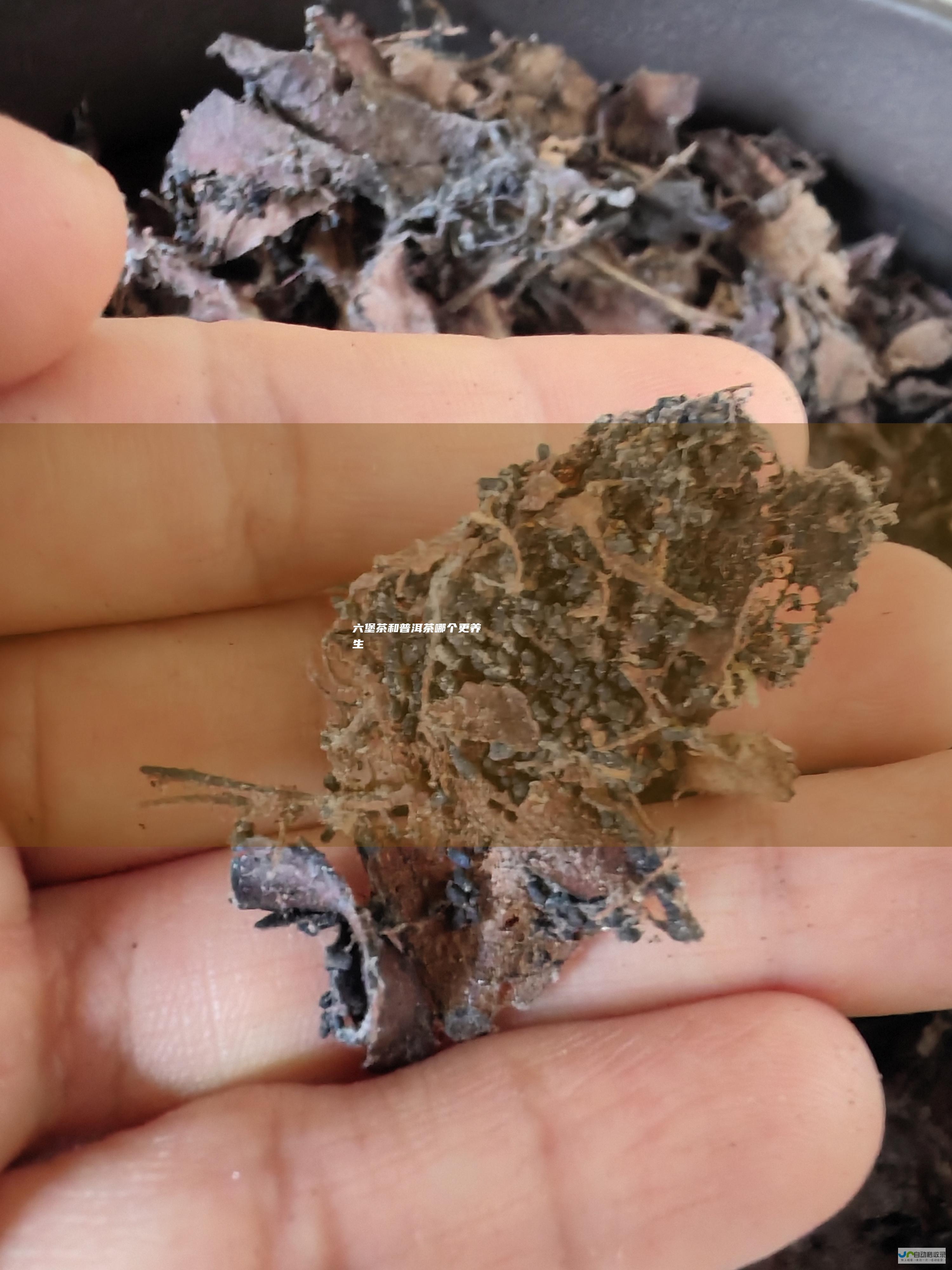 六堡茶和普洱茶哪个更养生