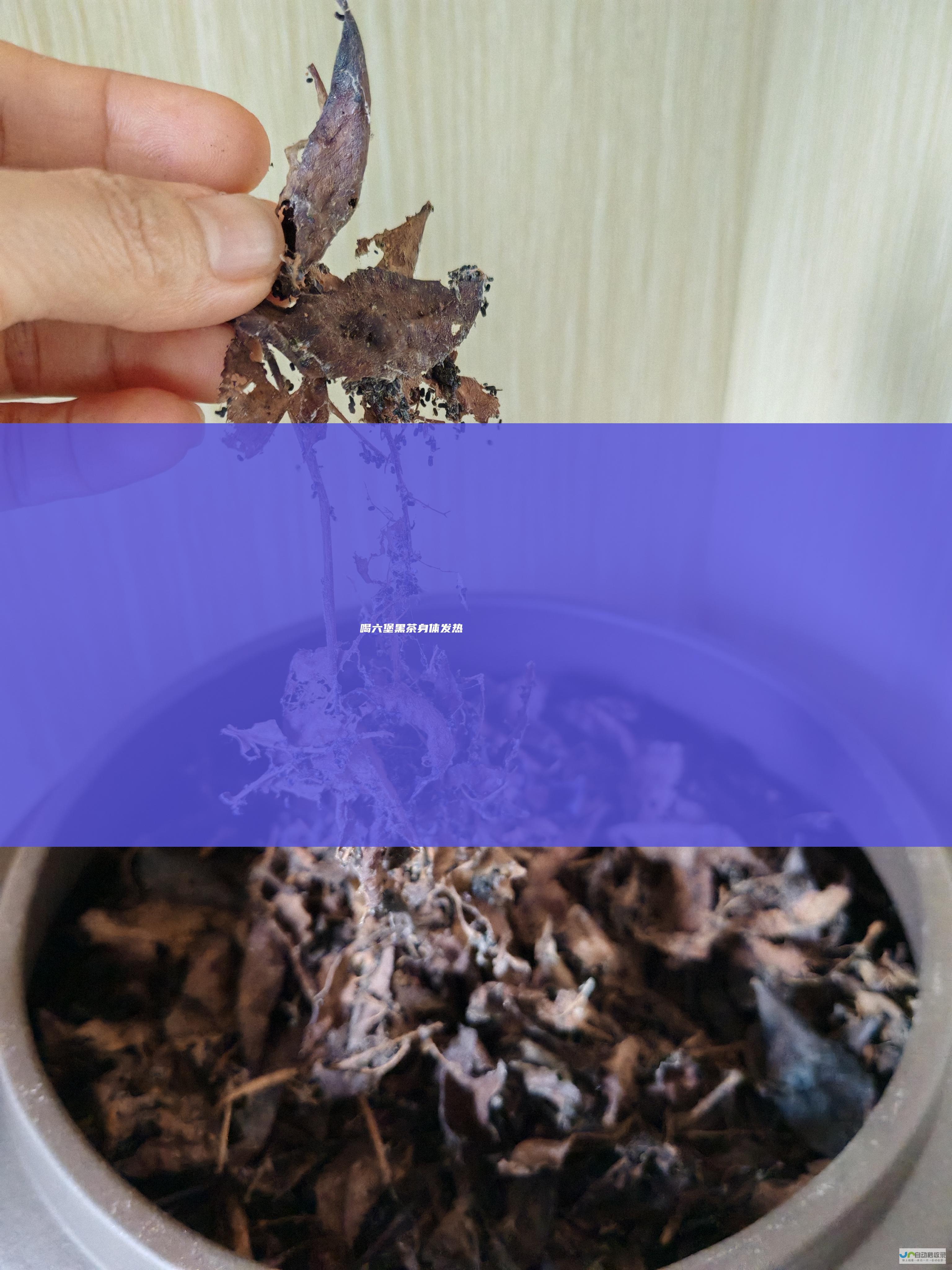 喝六堡黑茶身体发热