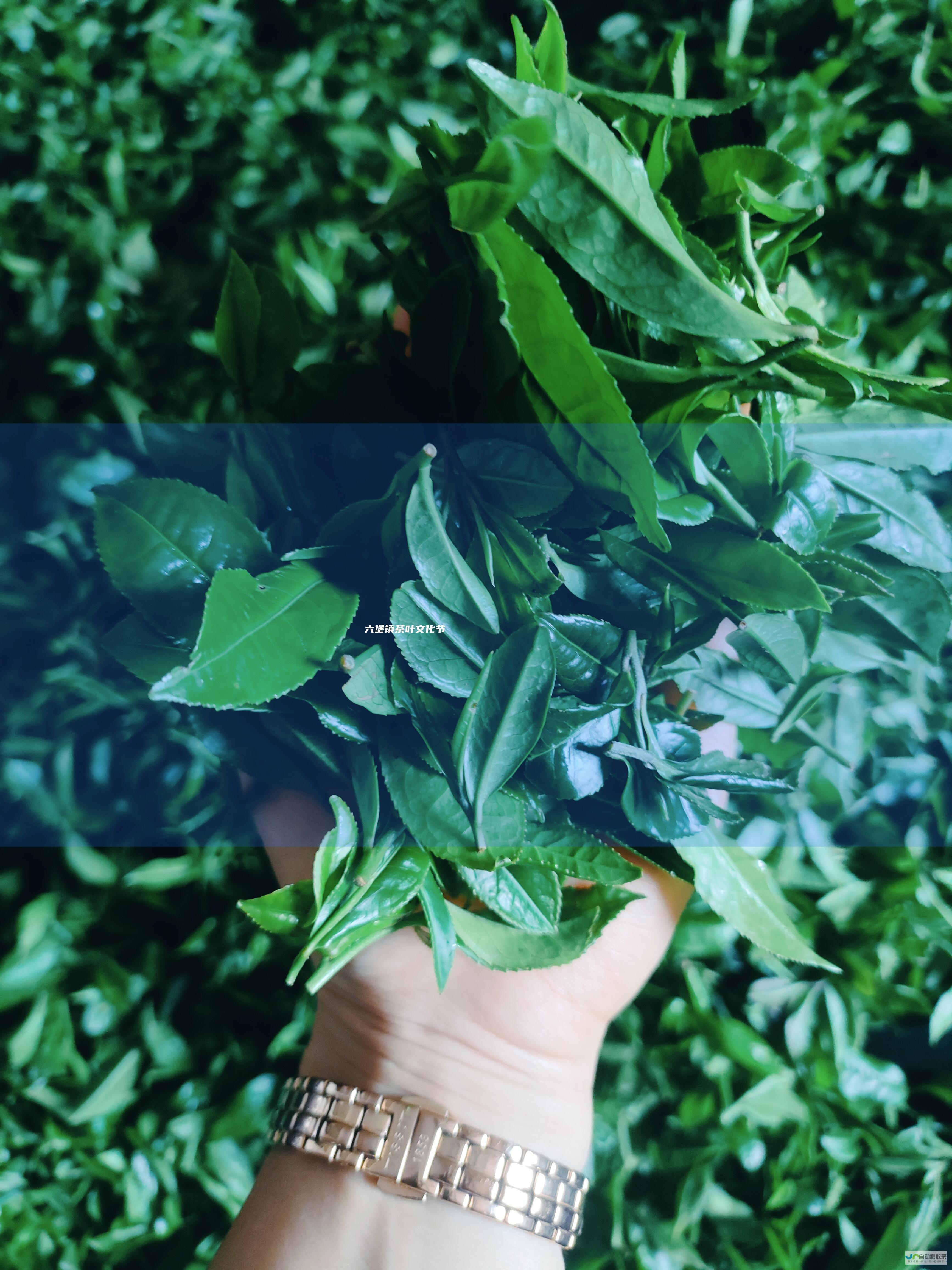 六堡镇茶叶文化节