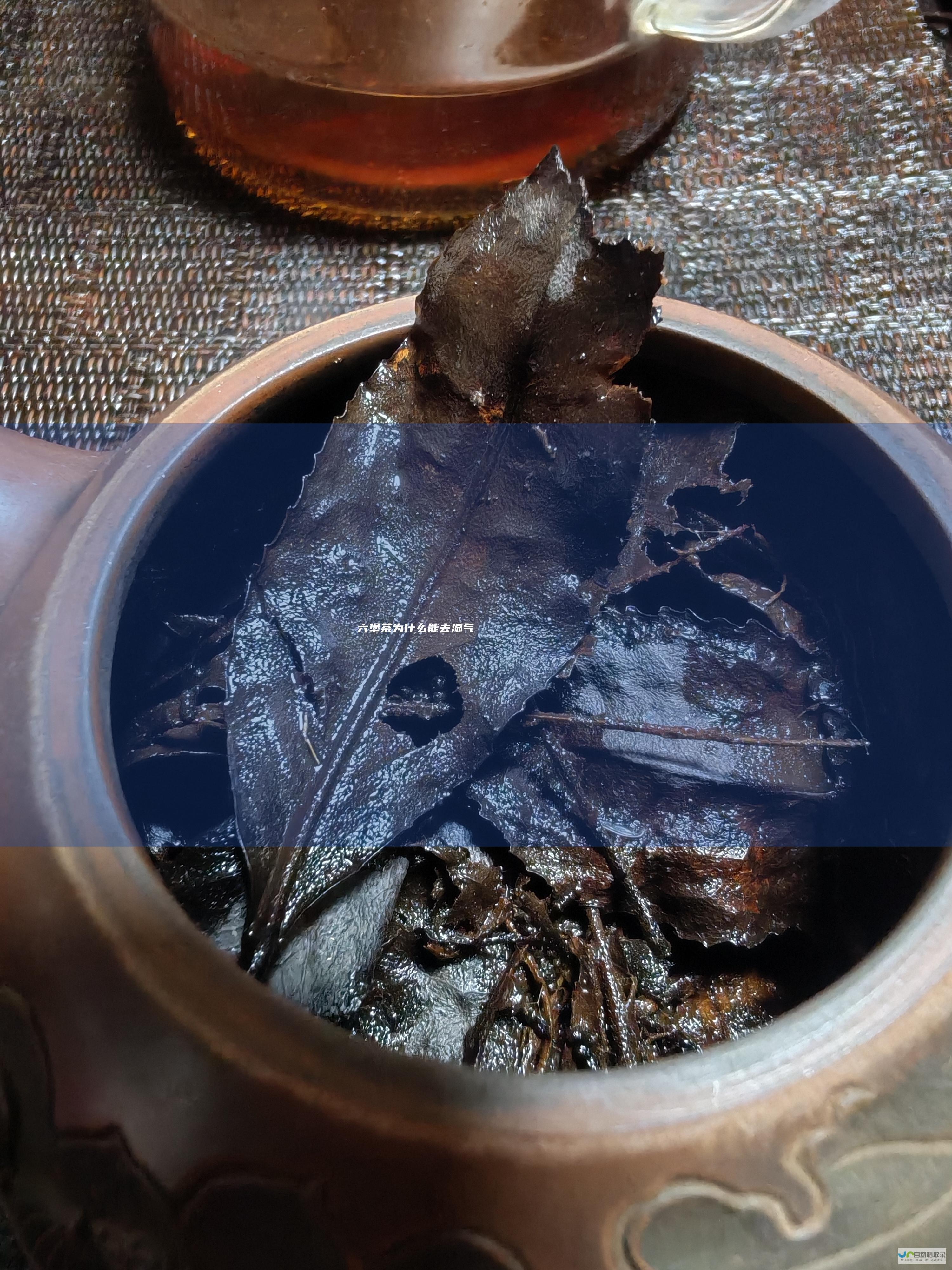 六堡茶为什么能去湿气