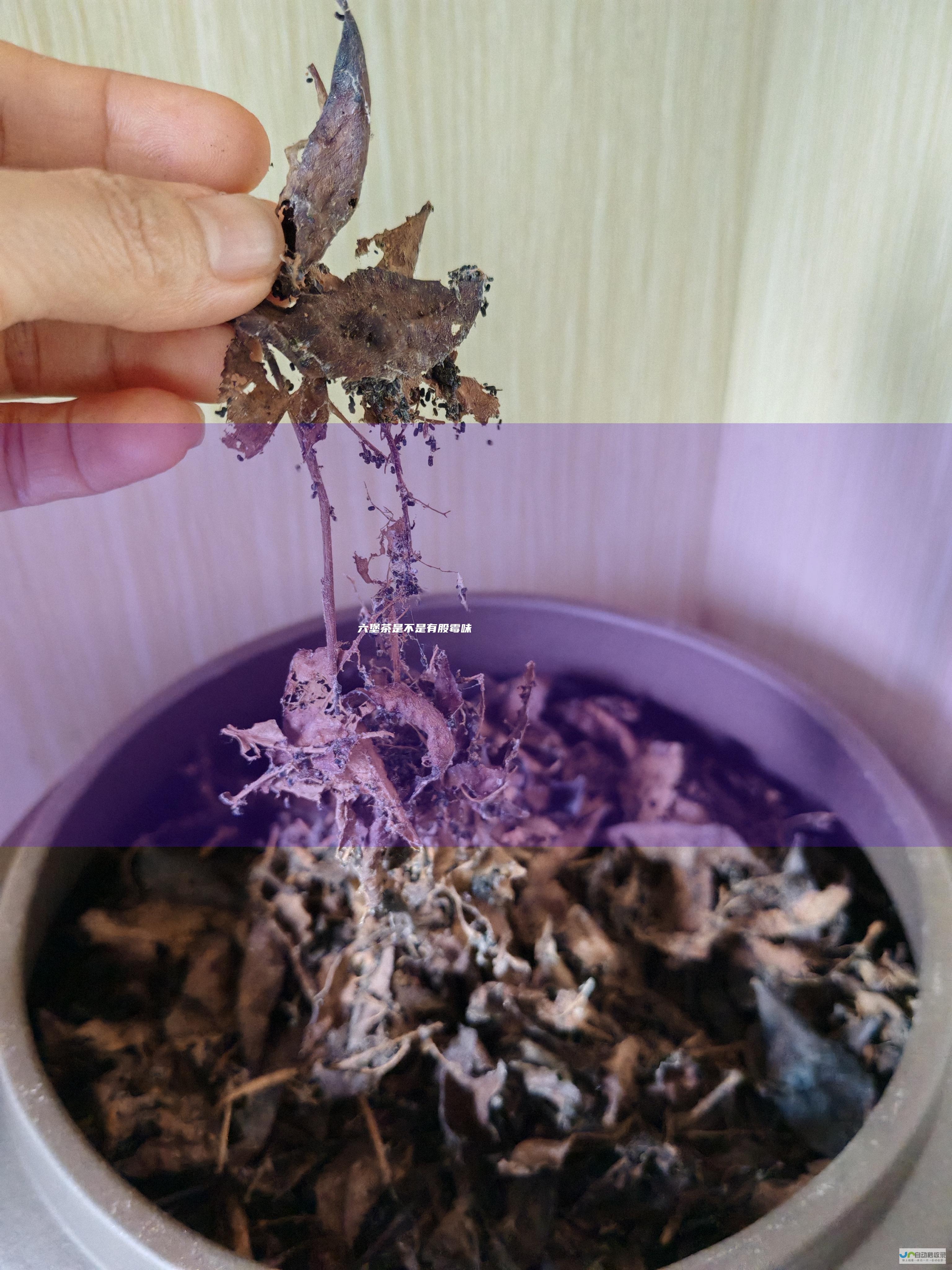 六堡茶是不是有股霉味