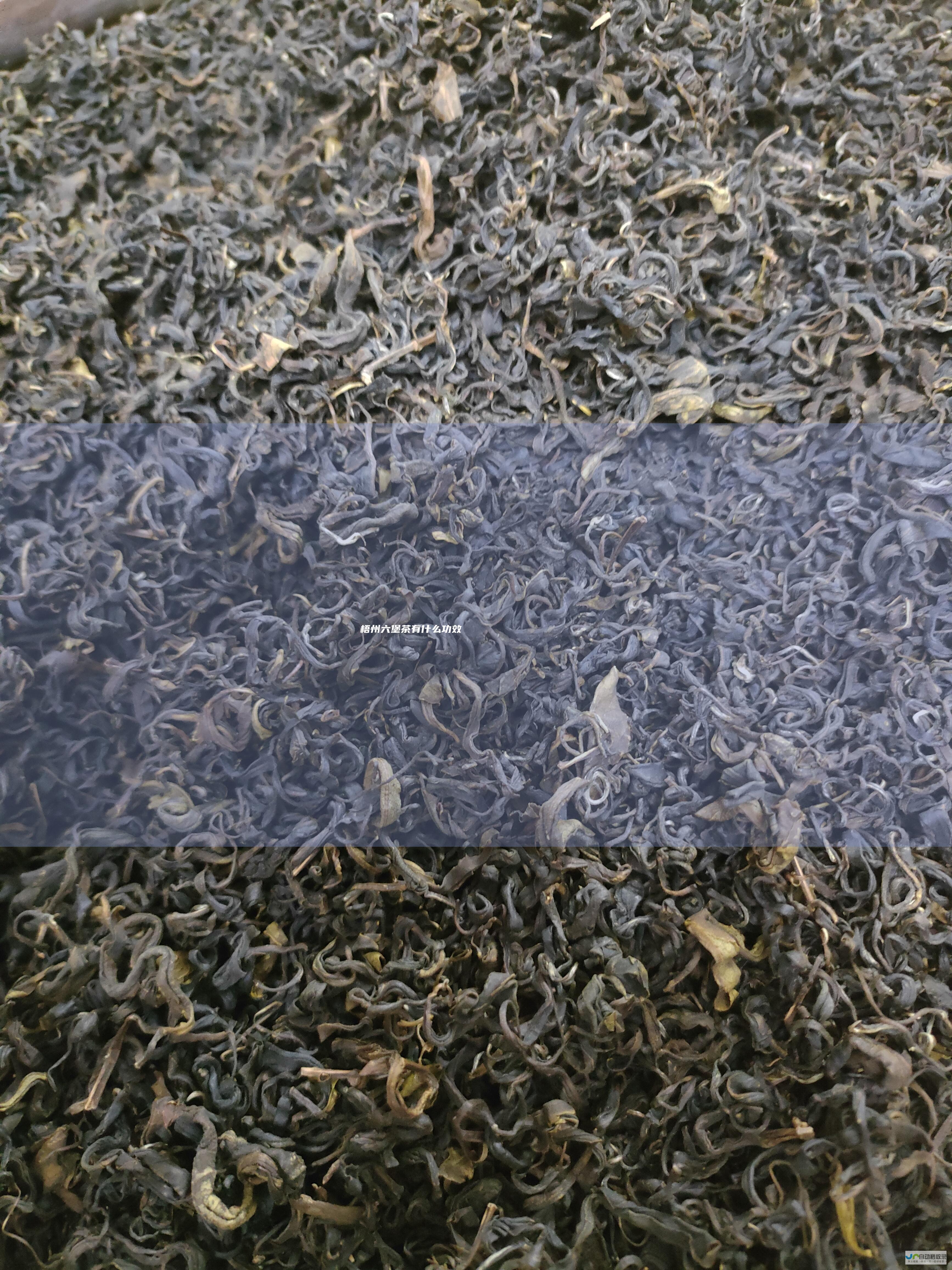 梧州六堡茶有什么功效