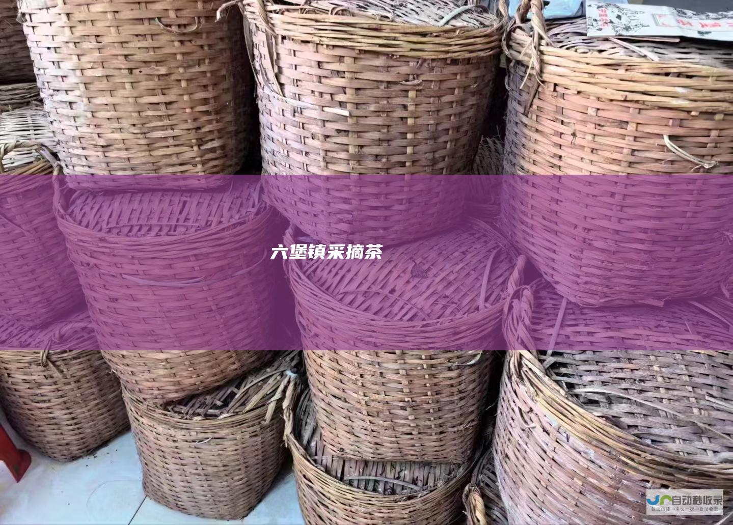 六堡镇采摘茶