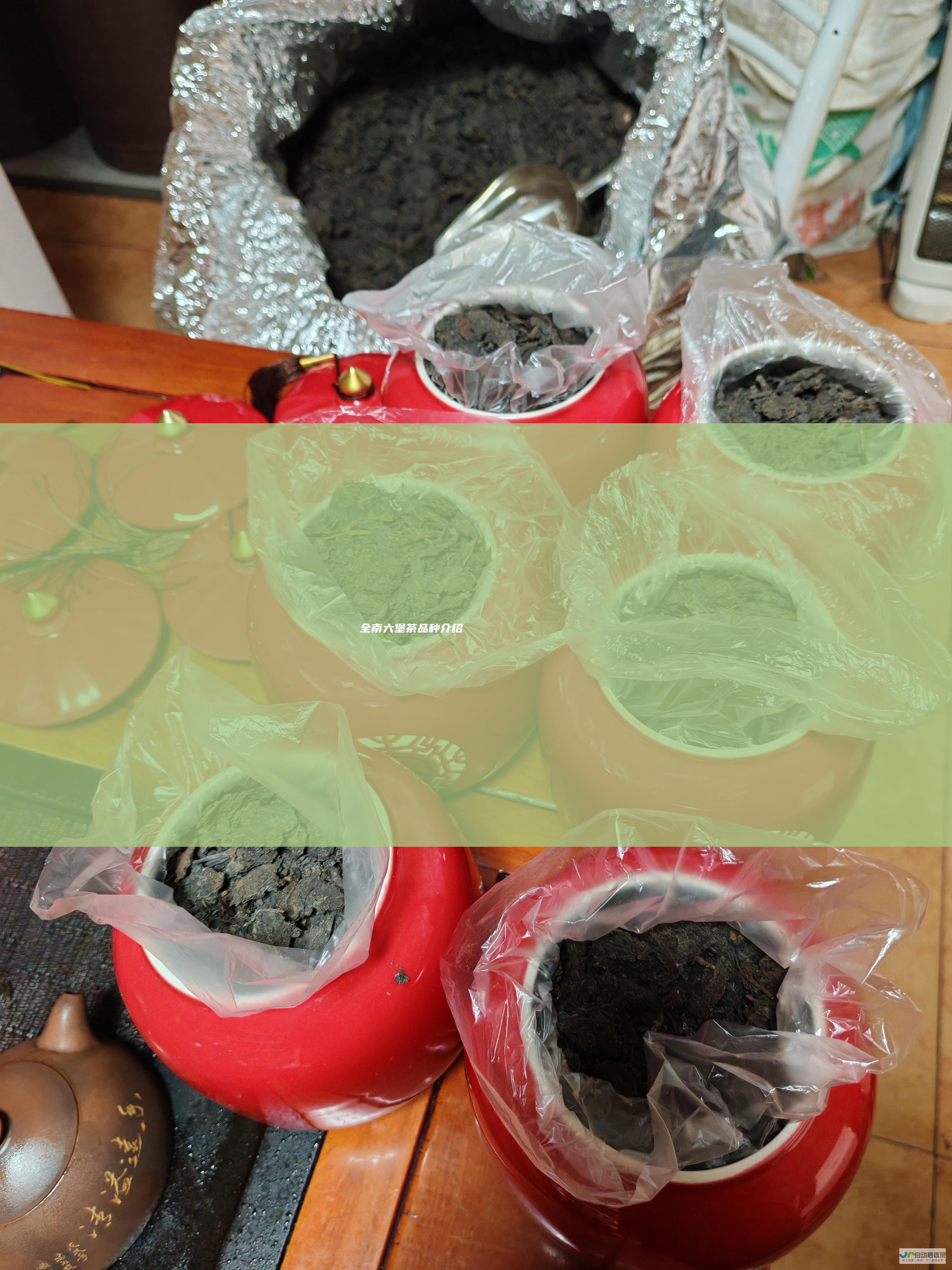 全南六堡茶品种介绍