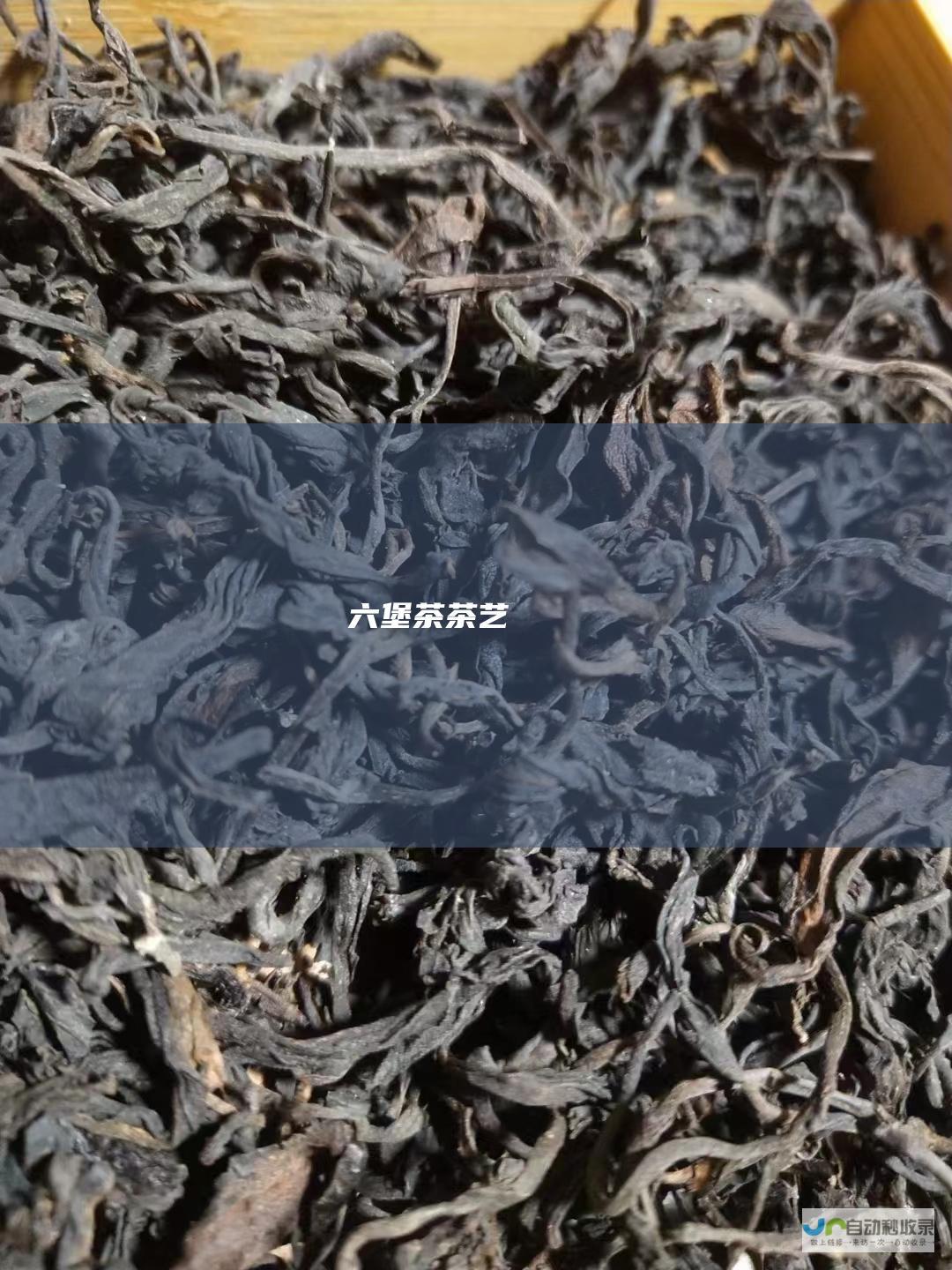 六堡茶茶艺