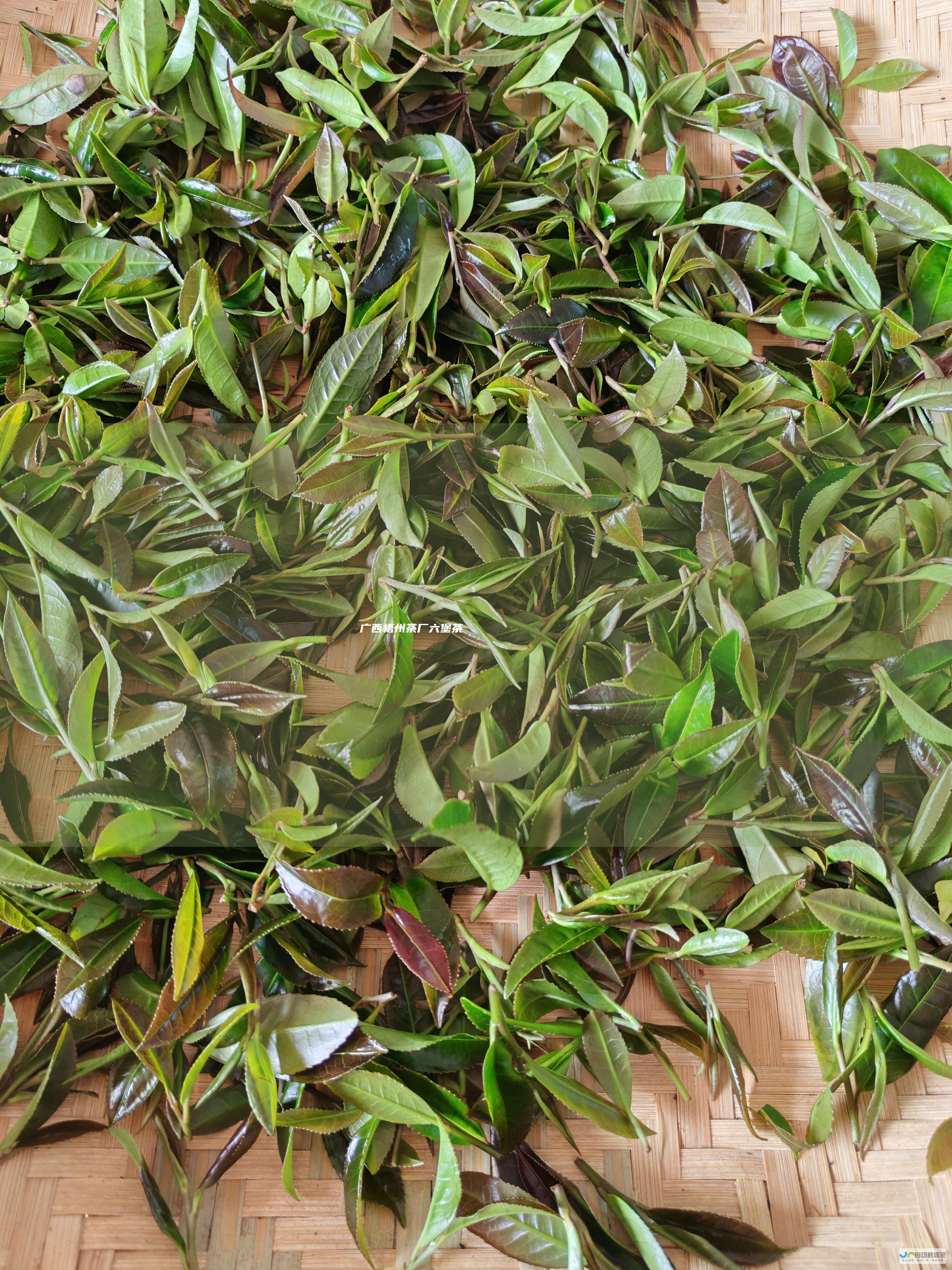 广西梧州茶厂六堡茶