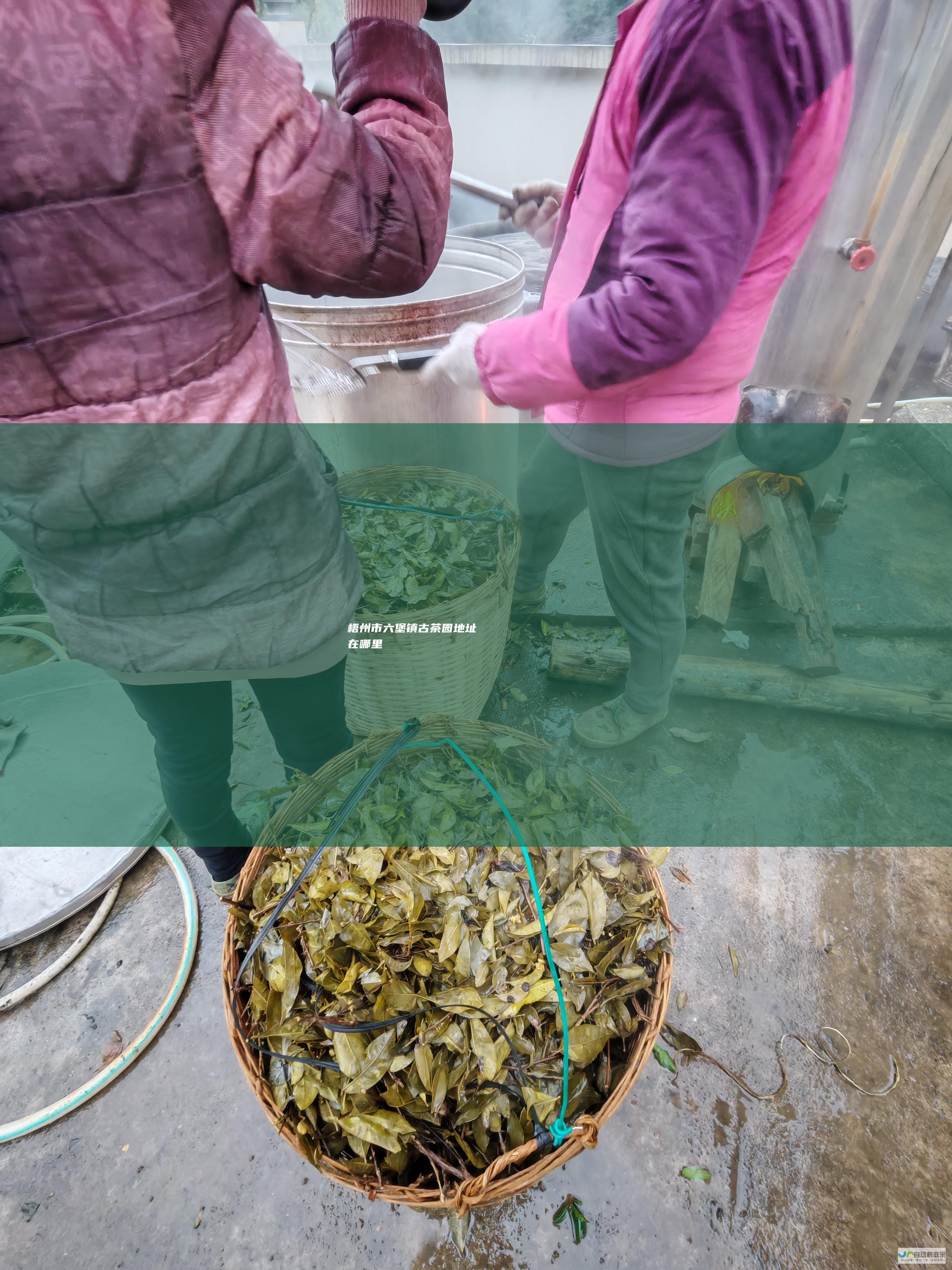 梧州市六堡镇古茶园地址在哪里