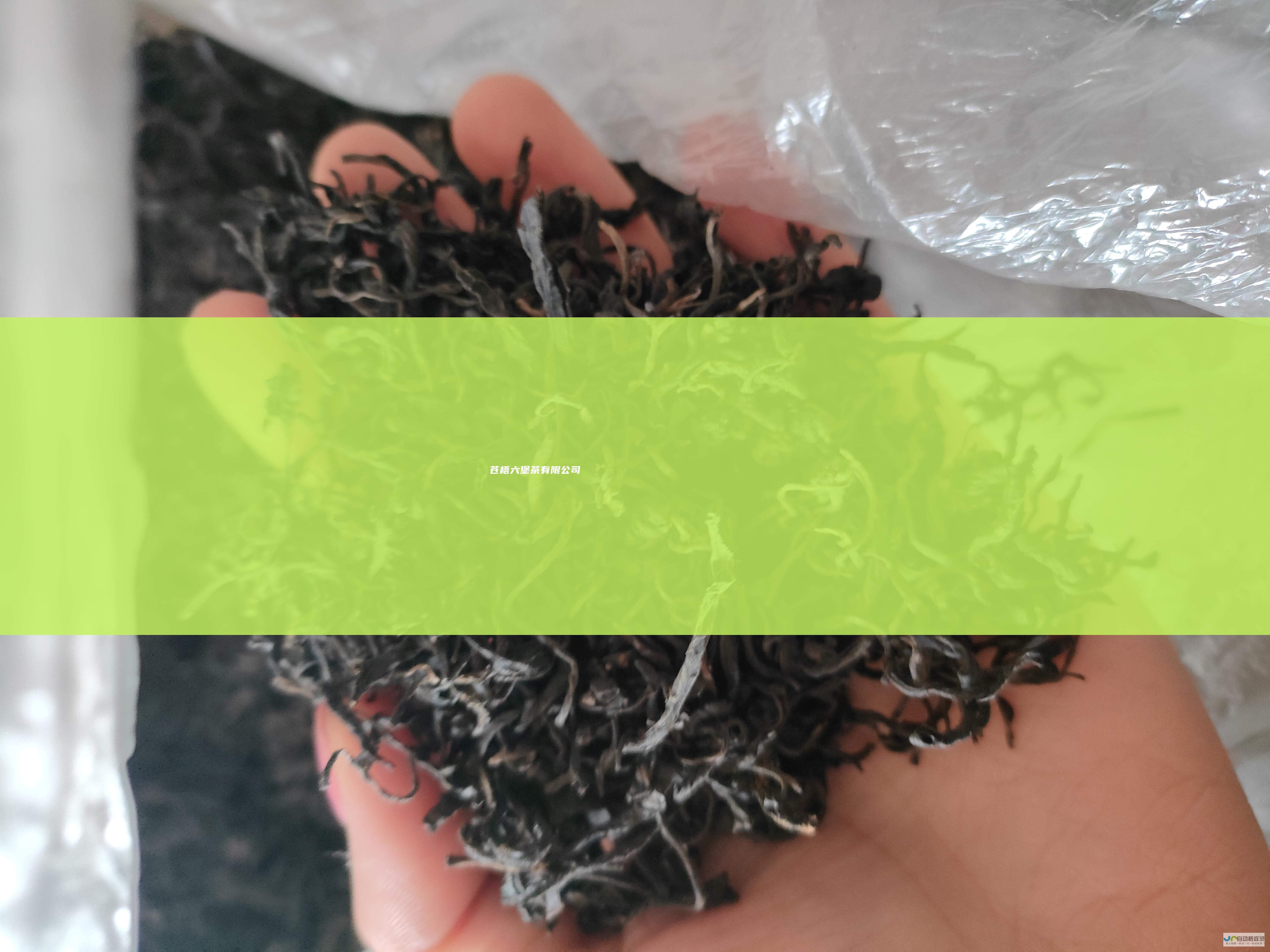 苍梧六堡茶有限公司