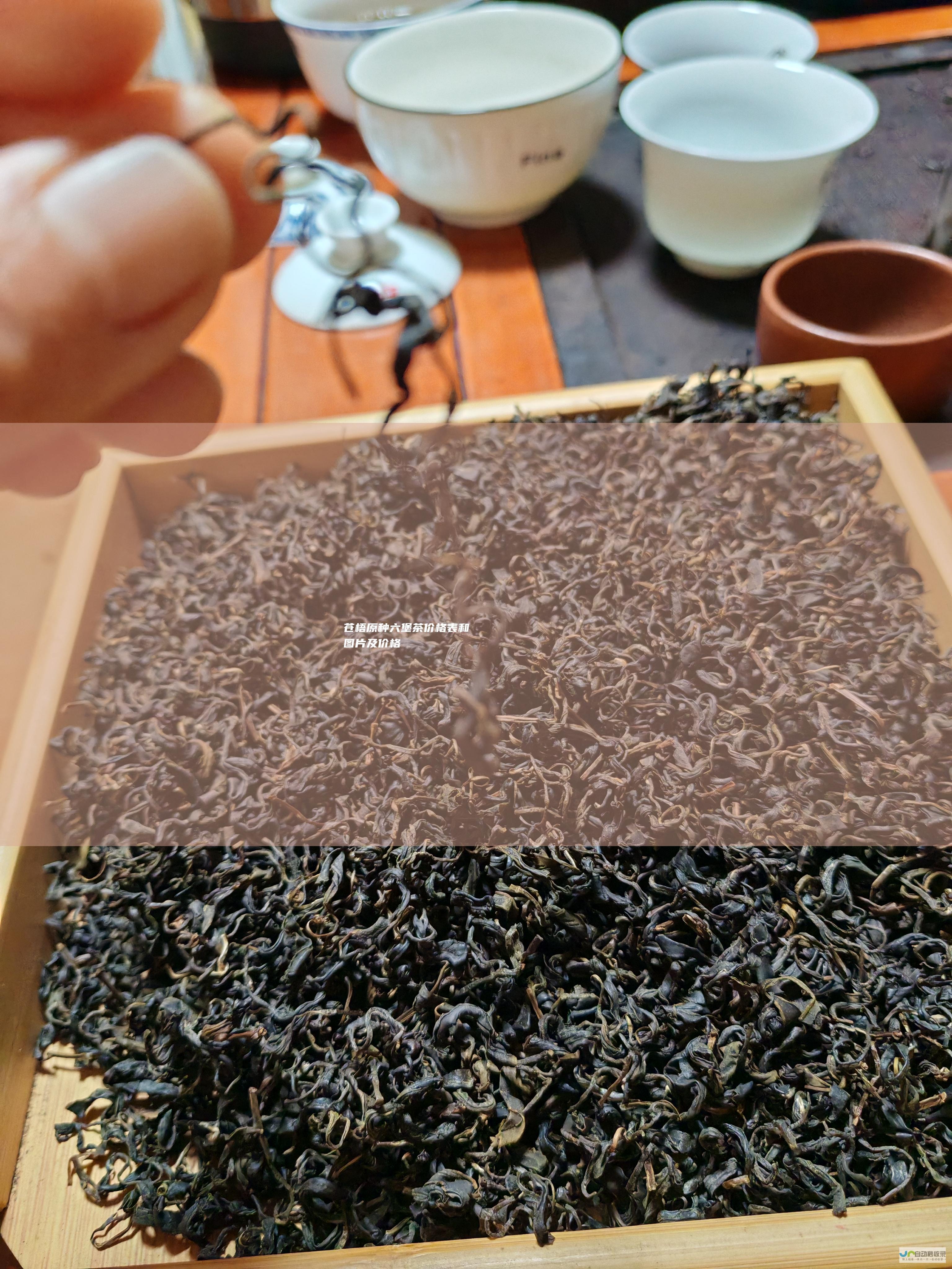 苍梧原种六堡茶价格表和图片及价格